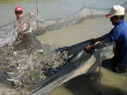 Thiếu vùng nguyên liệu, doanh nghiệp thủy sản thiệt thòi