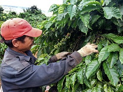 Vì mưa nhiều nên hạt cà phê chín không đều, nông dân phải thu hoạch trái chín trước, chờ nắng lên sẽ thu hoạch rộ