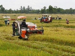 Sản lượng vụ lúa hè thu của các tỉnh phía Bắc giảm