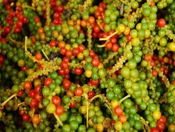 Giá hồ tiêu liệu có "sập"?