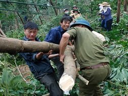 Vẫn trồng cao su ở vùng bão