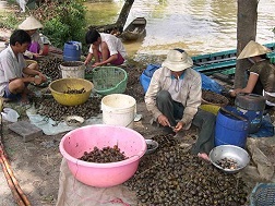 Đổ xô mua ốc bươu vàng