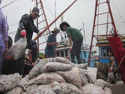 Ngư dân hối hả bán cá chạy bão