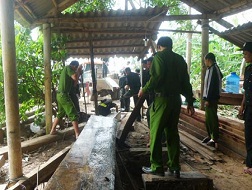 Triệt phá đường dây khai thác, vận chuyển, buôn bán gỗ lậu quy mô lớn