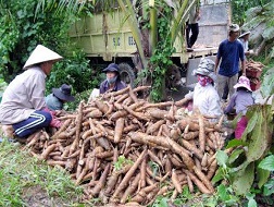 Người dân bán được củ sắn thì bị ép đủ đường
