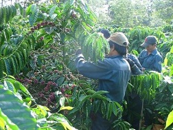 Nông dân Tây Nguyên đang bắt đầu thu hoạch niên vụ cà phê 2013-2014