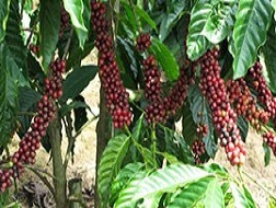 Xuất khẩu cà phê thấp kỷ lục
