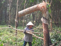 Hàng vạn hécta caosu bị tàn phá sau bão: Bộ NNPTNT không thể né trách nhiệm