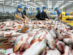 “Đói” cá tra giữa mùa xuất khẩu