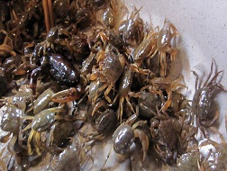 Thuỷ sản tăng giá