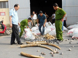 Lực lượng Công an và Hải quan kiểm tra số ngà voi nhập lậu tại cảng Hải Phòng. 