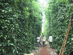Vườn tiêu ở huyện Hướng Hóa, tỉnh Quảng Trị.