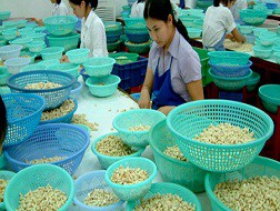 Ngành điều phát triển bền vững: Đi tìm chìa khoá