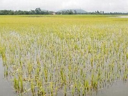 Hàng ngàn ha lúa Thu Đông tại ĐBSCL bị ngập úng