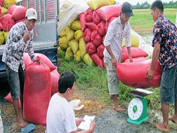Thị trường lúa gạo đang ở thế độc quyền?