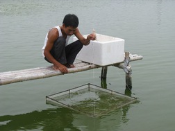 Kiểm tra chất lượng tôm giống ở một cơ sở chăn nuôi tại Bình Thuận.