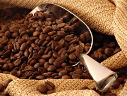 Người trồng cà phê găm hàng trước Tết