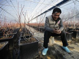 Hàn Quốc: Bỏ Chaebol về với nông trại