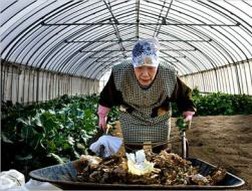 Nhật Bản: Già hóa nông dân, cánh đồng bỏ trống