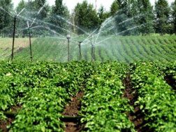 Quan chức Trung Quốc được "chăm bẵm" bằng thức ăn siêu sạch