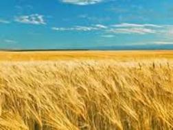 Trung Quốc thuê đất khủng nuôi lợn, trồng lúa tại Ukraine