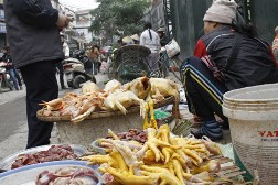 Mỗi ngày hơn 10 tấn gà loại thải Trung Quốc vào Hà Nội