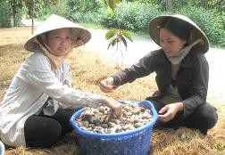 Sản xuất nấm, hái ra tiền