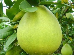 Giá bưởi Năm Roi cao kỷ lục