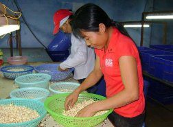 Ngành điều liên kết để đạt mục tiêu xuất khẩu