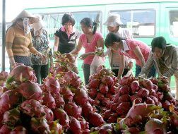 Chiếu xạ thanh long tại Mỹ, doanh nghiệp lo