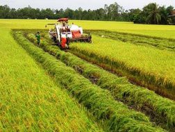 Nông dân băn khoăn dự thảo tạm trữ lúa gạo