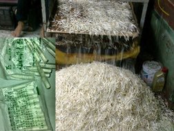 Những cọng giá thành phẩm sau khi được ủ bằng hóa chất Trung Quốc - Ảnh: Thanh Thùy 