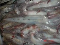 Mực rớt giá thê thảm nhất từ trước đến nay