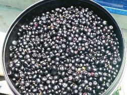 Đổ xô hái trái giác