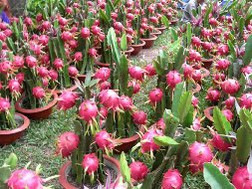 Tiêu thụ nông sản: Bao giờ hết cảnh “đem con bỏ chợ”
