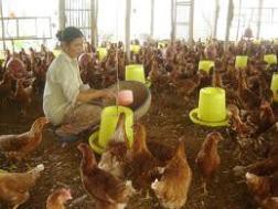 Giá cám tăng, ngành chăn nuôi điêu đứng