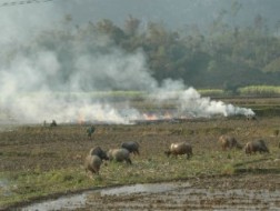 Biến rơm, rạ thành tiền