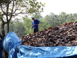 Mờ ám quanh chuyện mua lá điều khô