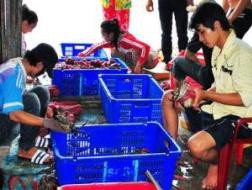 Một cơ sở thu gom cua biển ở thị trấn Năm Căn cột cua trước khi vô thùng chuyển lên TP.HCM bán cho thương lái Trung Quốc - Ảnh: Đông Triều