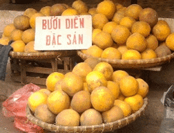 Đặc sản bưởi Diễn, chủ yếu là giả