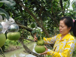 Bưởi hồ lô rớt giá thê thảm