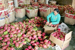 Nhà vườn trúng đậm vụ thanh long và quýt Tết