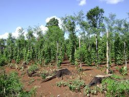VPA: Không nên ồ ạt bán hồ tiêu