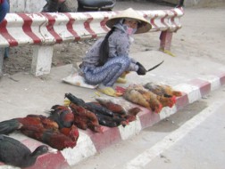 Dịch cúm hoành hành, gia cầm &ldquo;bẩn&rdquo; vẫn tràn lan