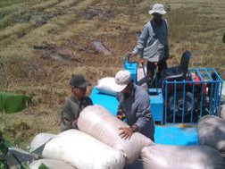 Xuất khẩu gạo: Giá sàn bị&hellip; vô hiệu hóa