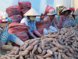 Khoai lang tím Nhật &ldquo;lên ngôi&rdquo; ngày cận tết