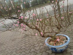 Đào, quất rớt giá thê thảm
