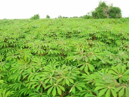 Khuyến cáo nông dân không trồng khoai mì bán lá 