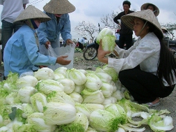 Giá rau xanh ở Hà Nội giảm 30-60%