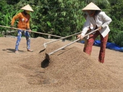 ĐBSCL: Giá lúa gạo tiếp tục tăng, nông dân trữ hàng